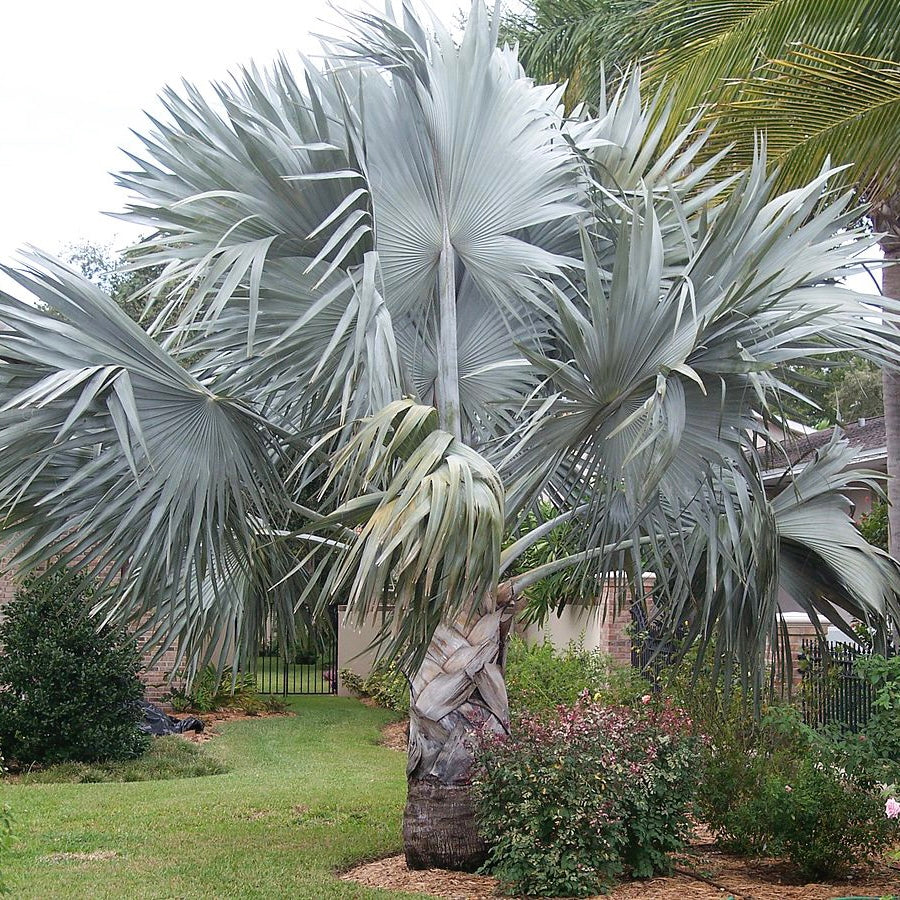 Bismarckia nobilis ’Silver’ 5 Palm Seeds