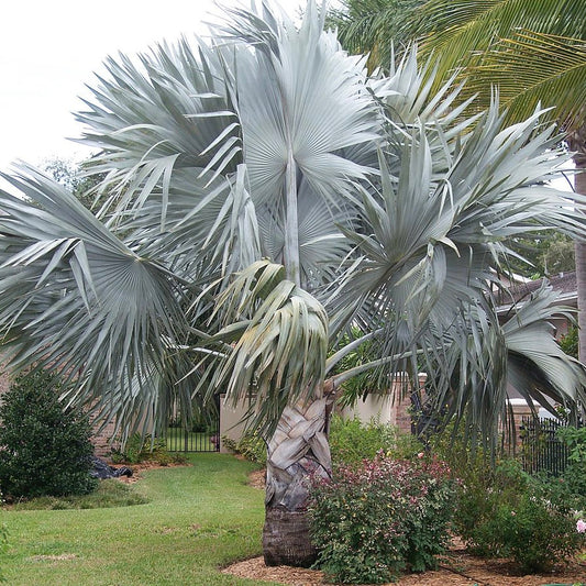 Bismarckia nobilis ’Silver’ 5 Palm Seeds