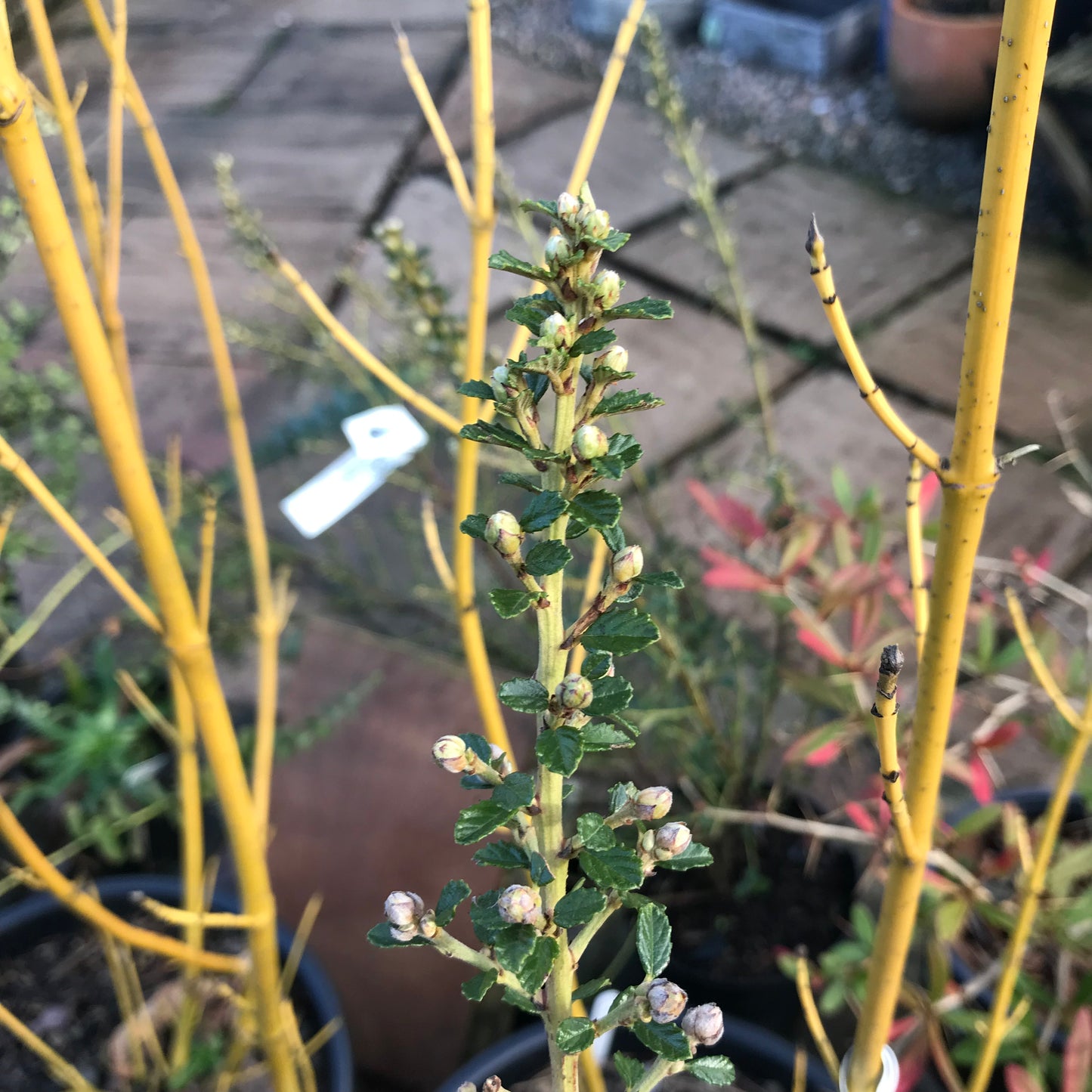 Ceanothus Edinburgh 3L