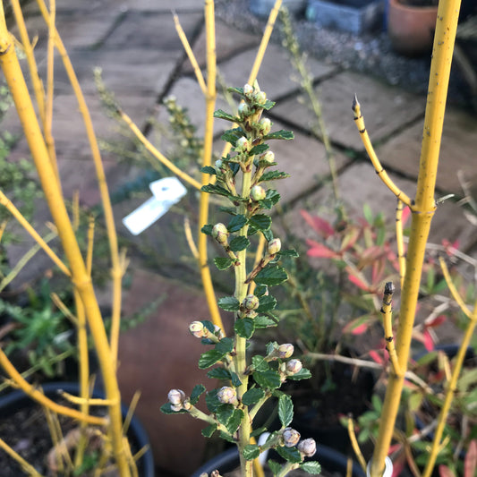 Ceanothus Edinburgh 3L