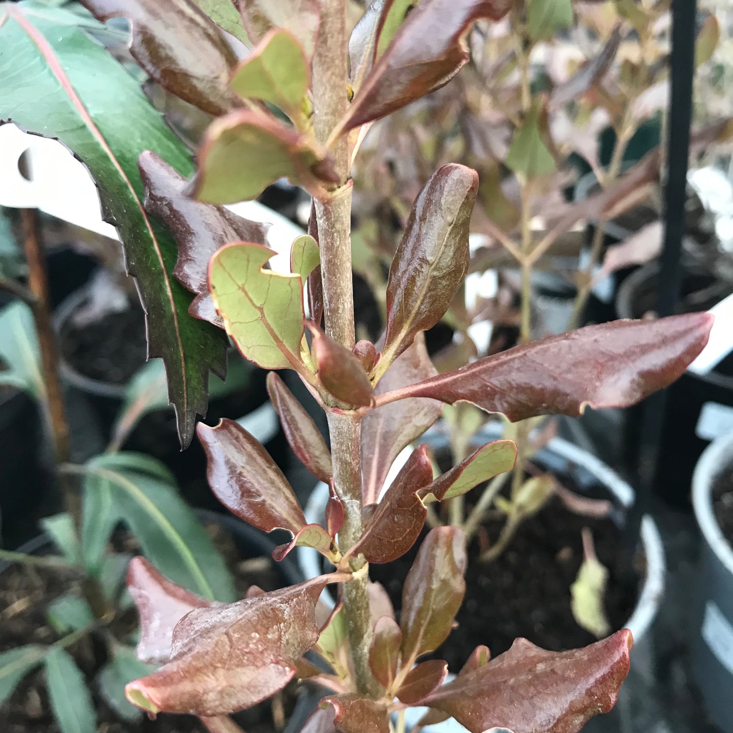 Coprosma - Walter Brockie 2/3L