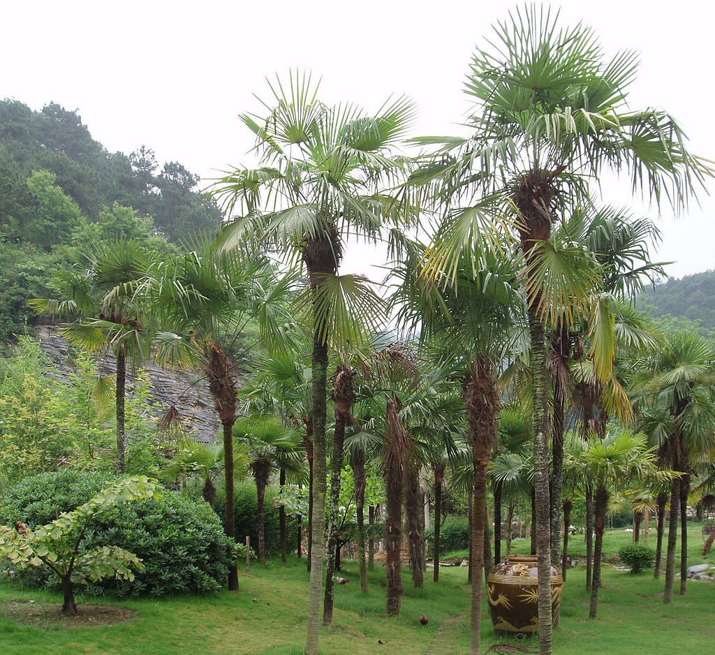 Trachycarpus fortunei - min 3L