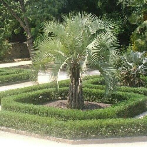 Butia Odorata (Capitata) Jelly Palm Seeds - UK Hardy Tree - 10 seeds
