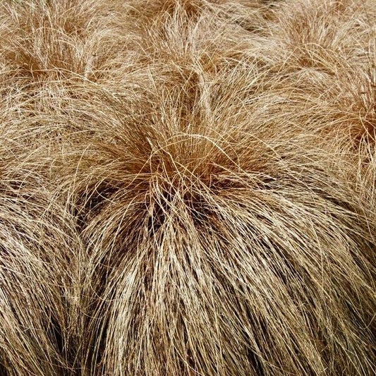 Carex comans 'Red' Grass 2L