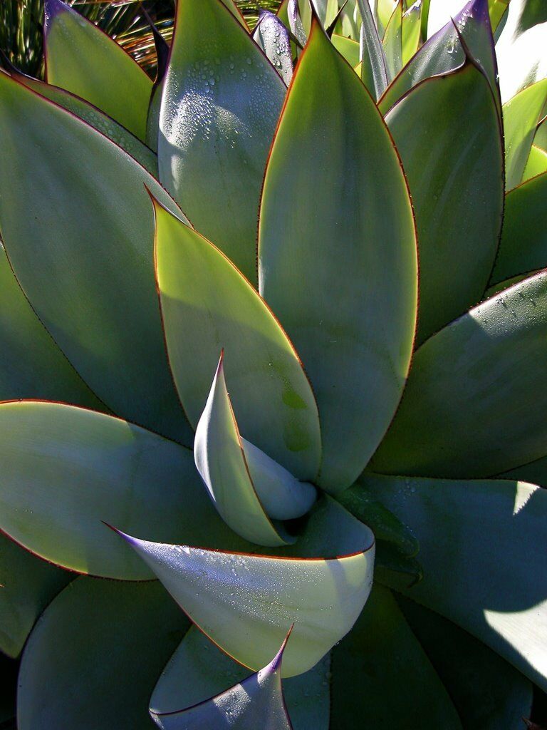 Agave Mitis (Celsii) - 10 Seeds - UK Hardy
