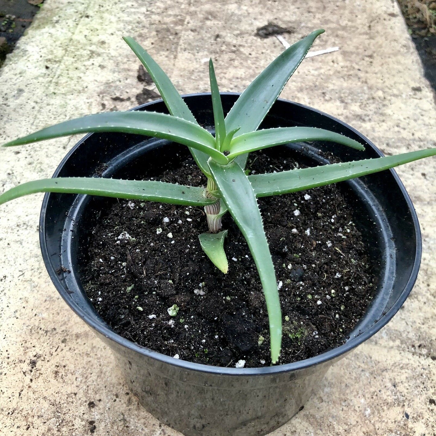 Aloe striatula (striped-stemmed aloe) Aloiampelos striatula