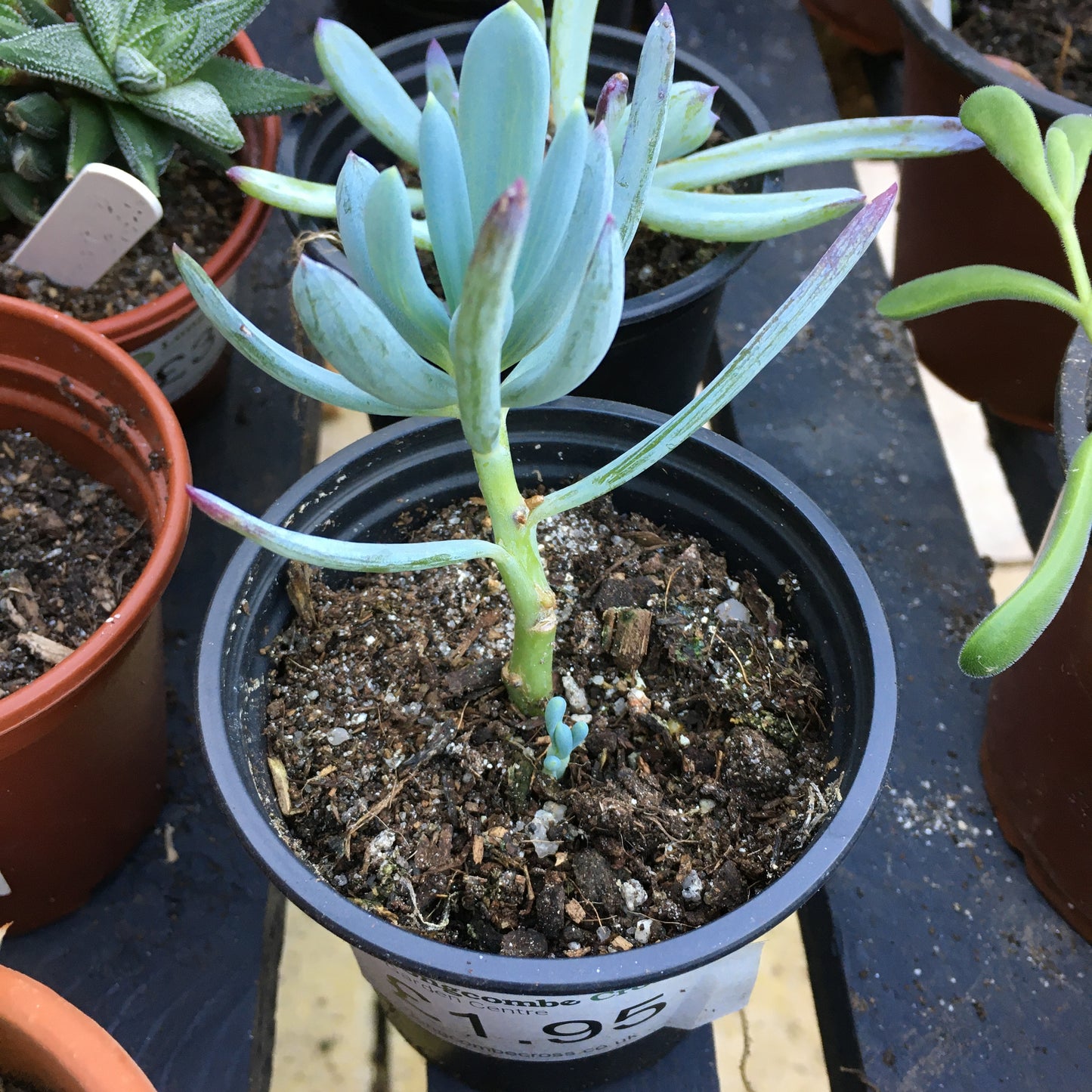 Senecio serpens