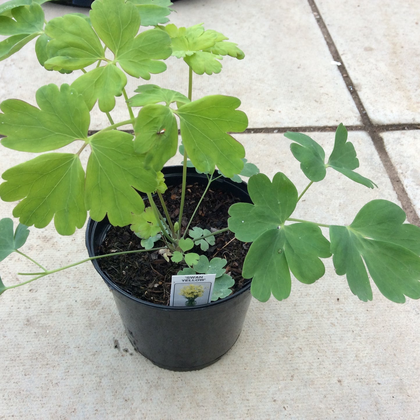 Aquilegia - mixed