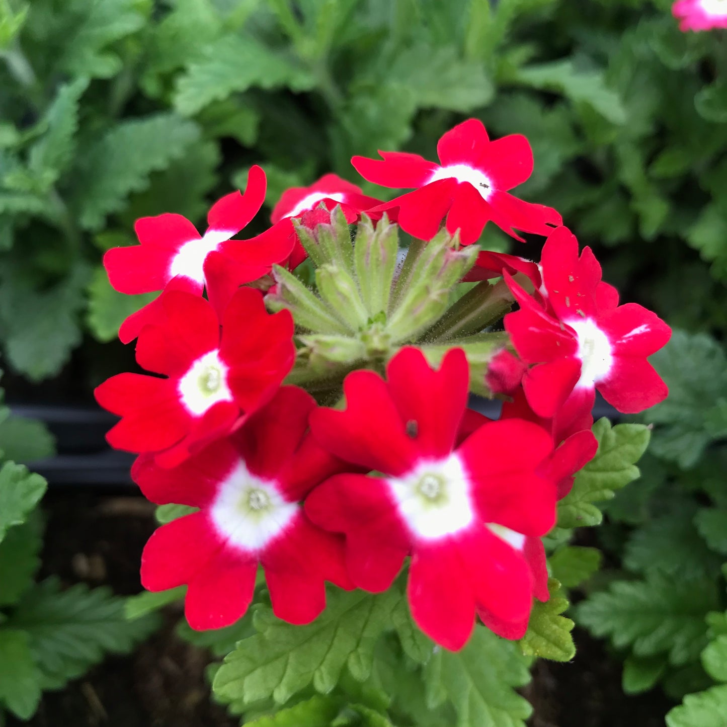 Verbena 6 pack
