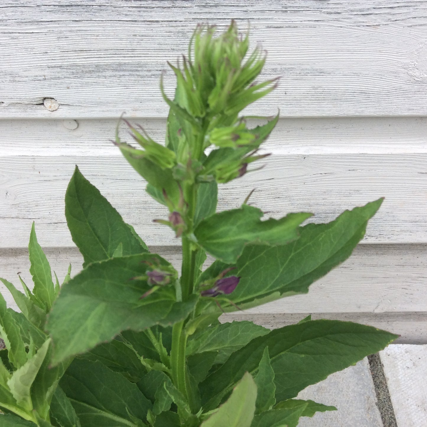 Lobelia Fan Blue 2L