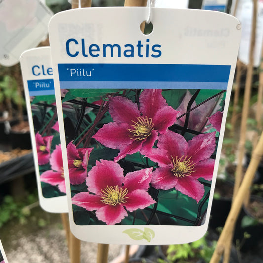 Clematis Piilu Large 3L Climber Plant