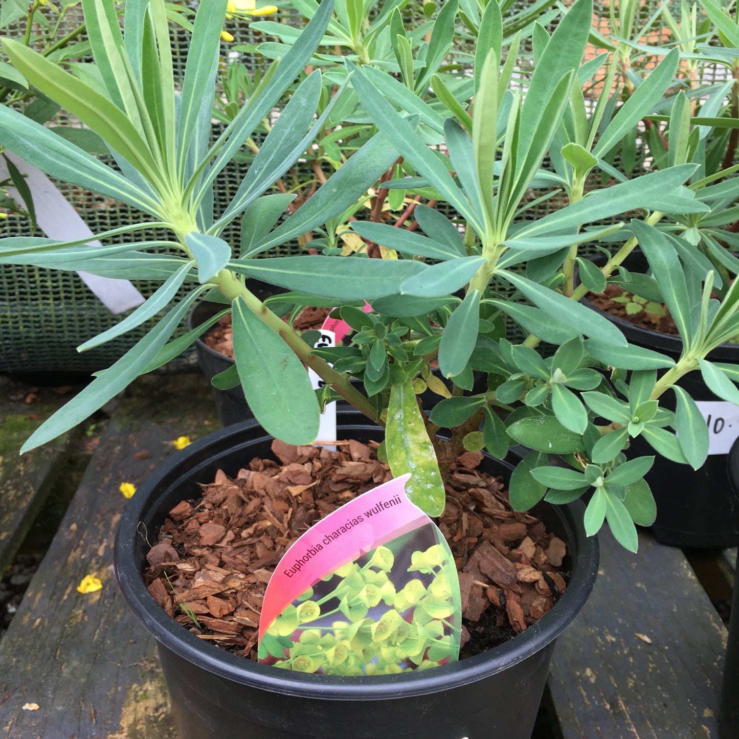 Euphorbia characias wulfenii