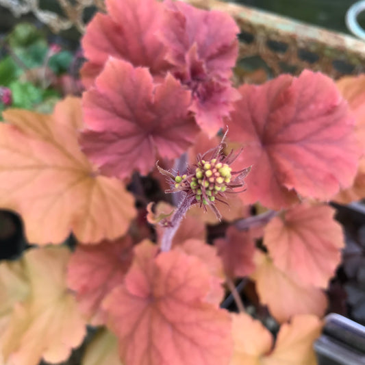 Heuchera & Heucherellas - mixed varieties