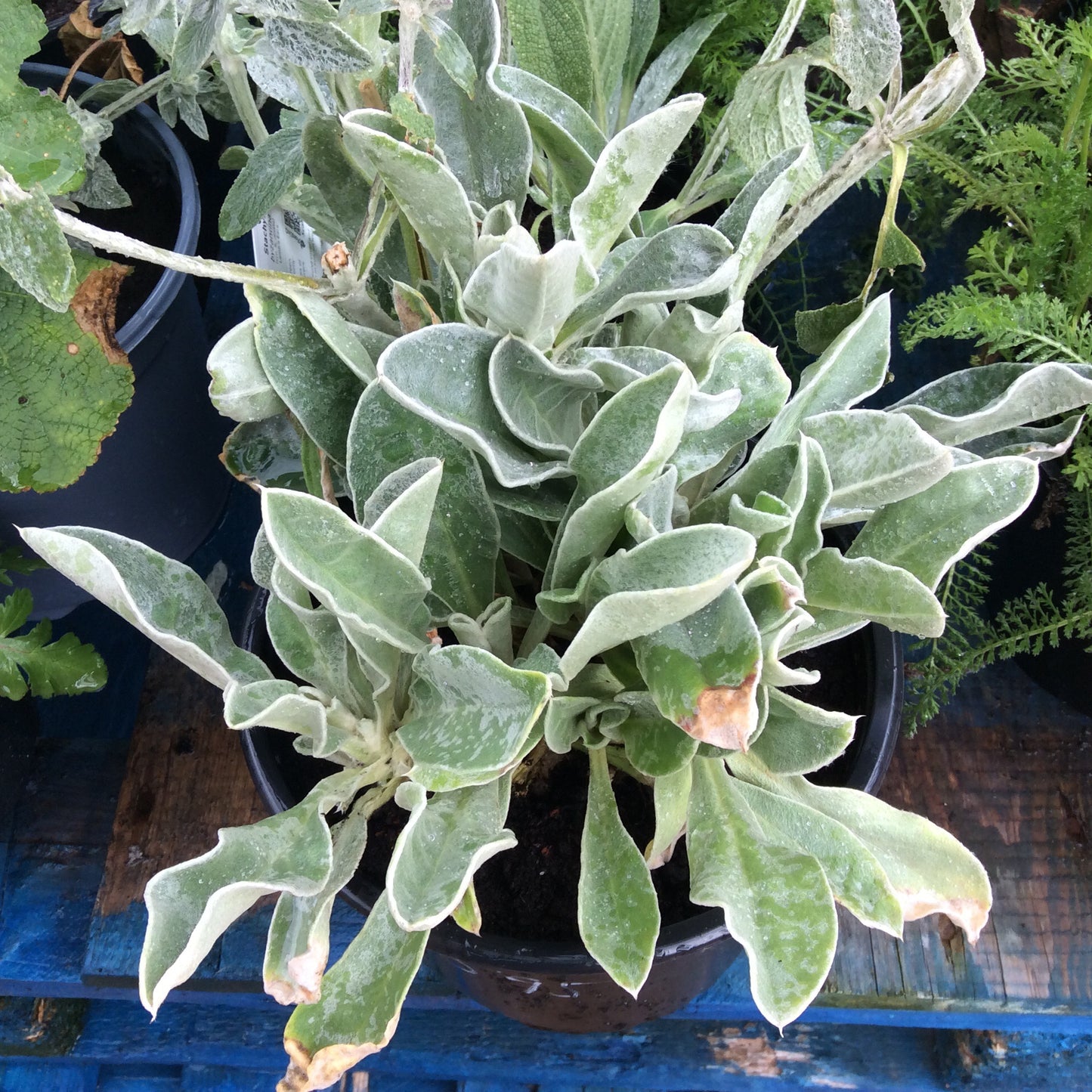 Stachys Byzantine - Lambs Ear