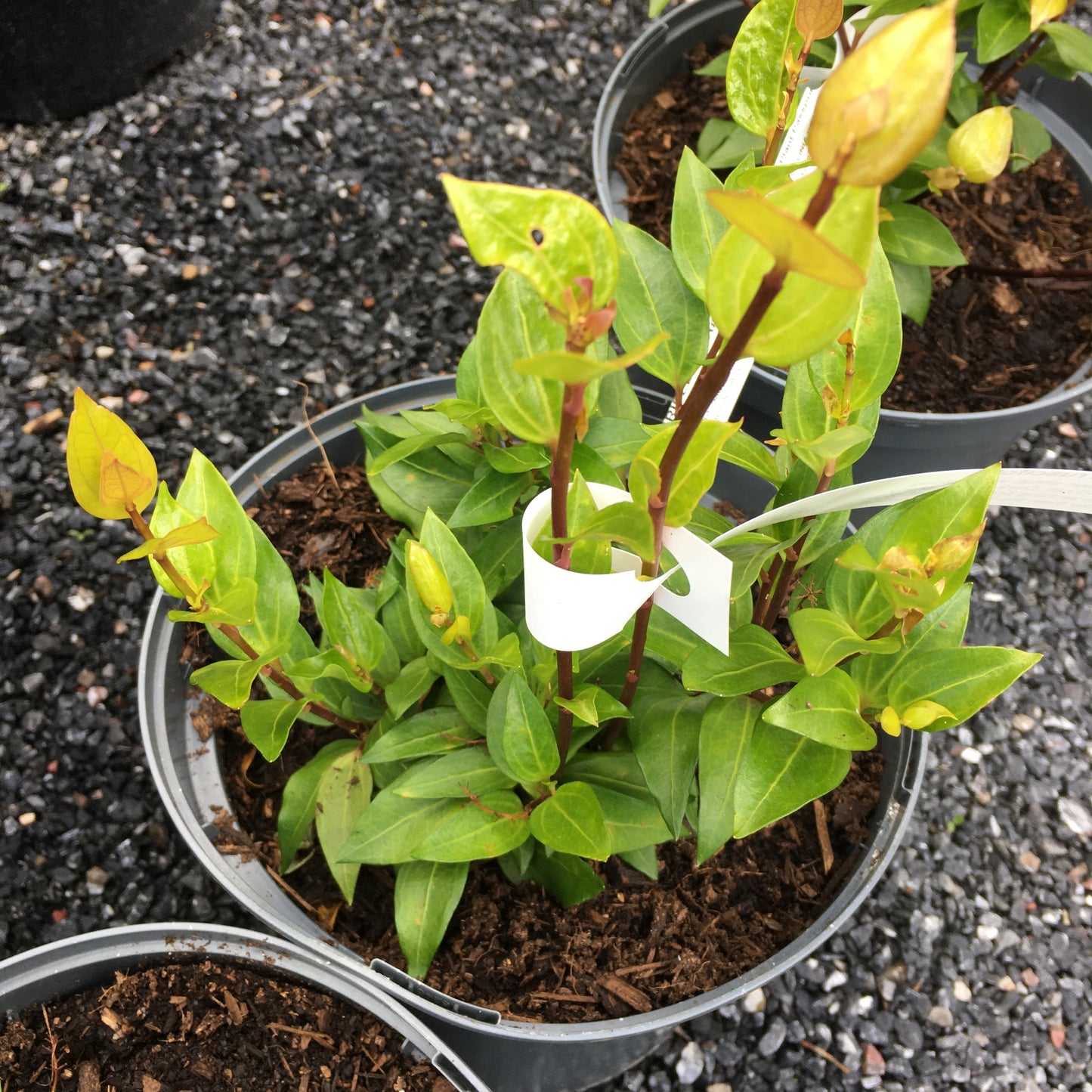Griselinia ruscifolia 3L