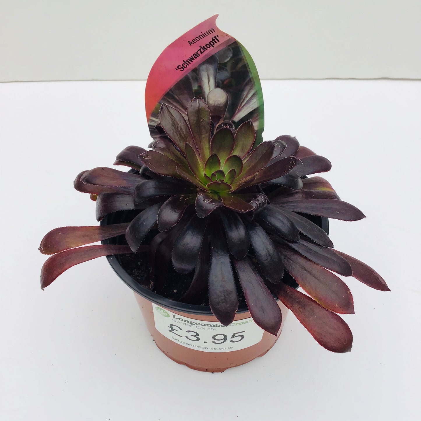 Aeonium arboreum Schwarzkopff