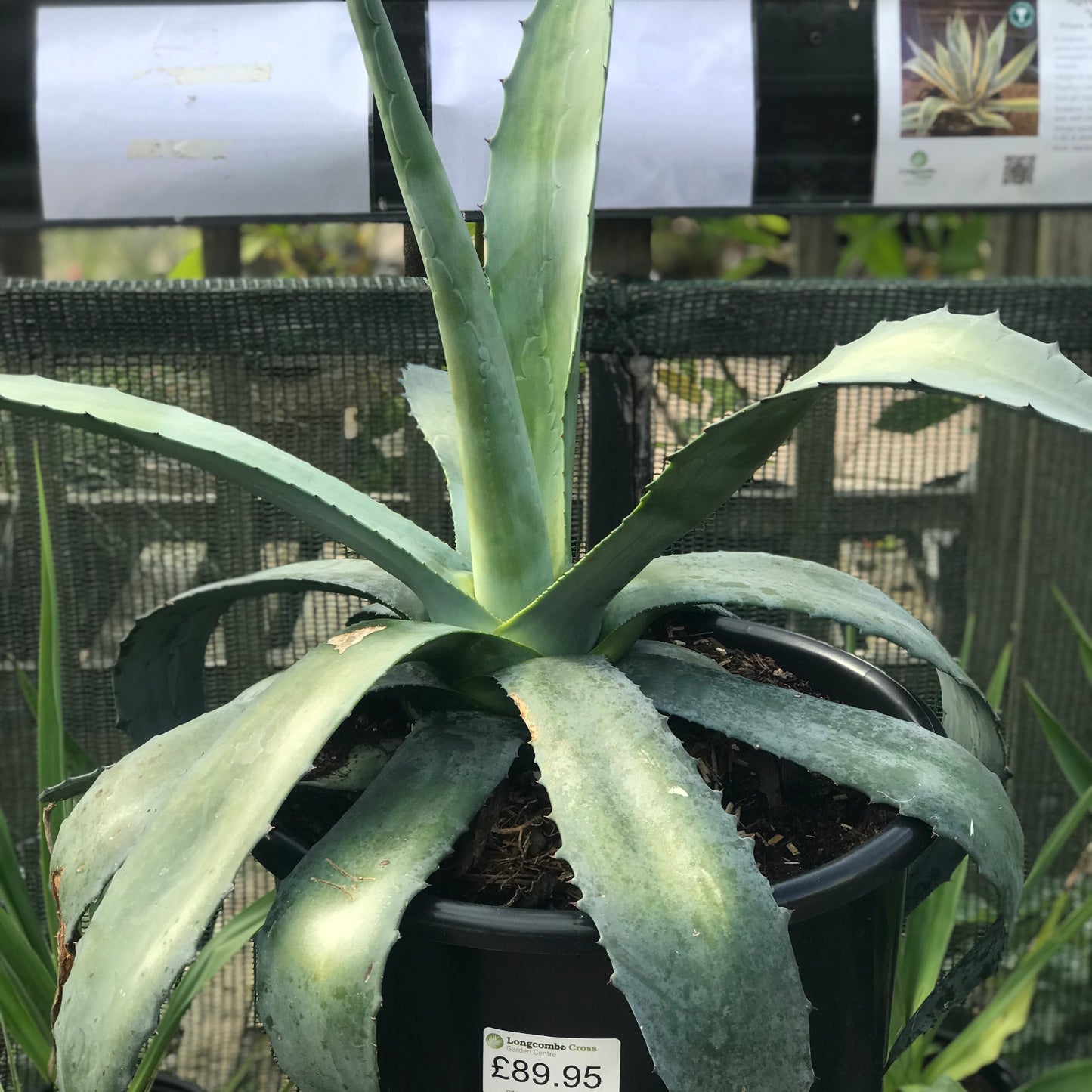 Agave americana