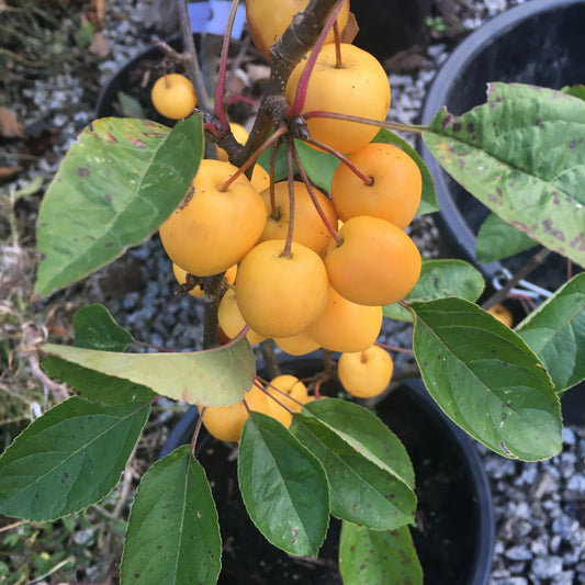 Malus Golden Hornet - Crab Apple 7L