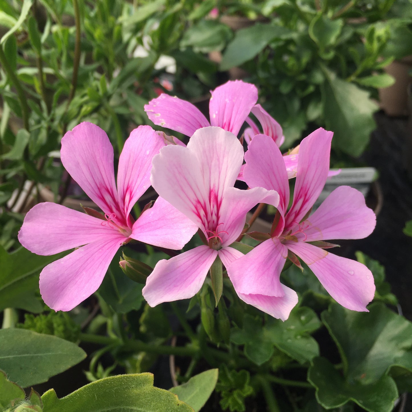 Geranium - Ivy leaf