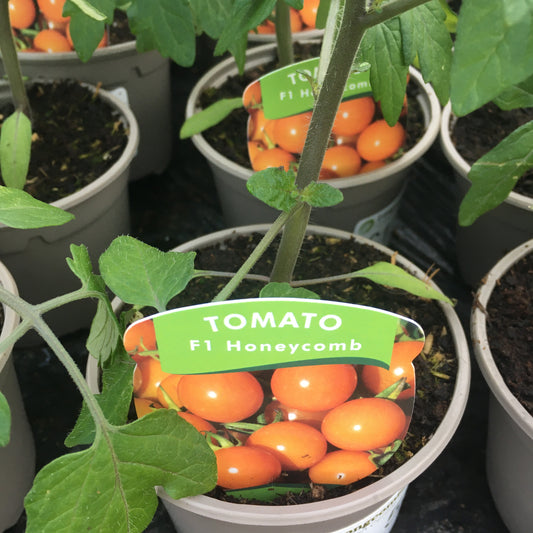 Tomato Honeycomb 9cm pot