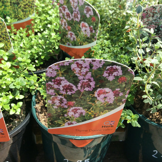 Thyme Doone Valley 1L