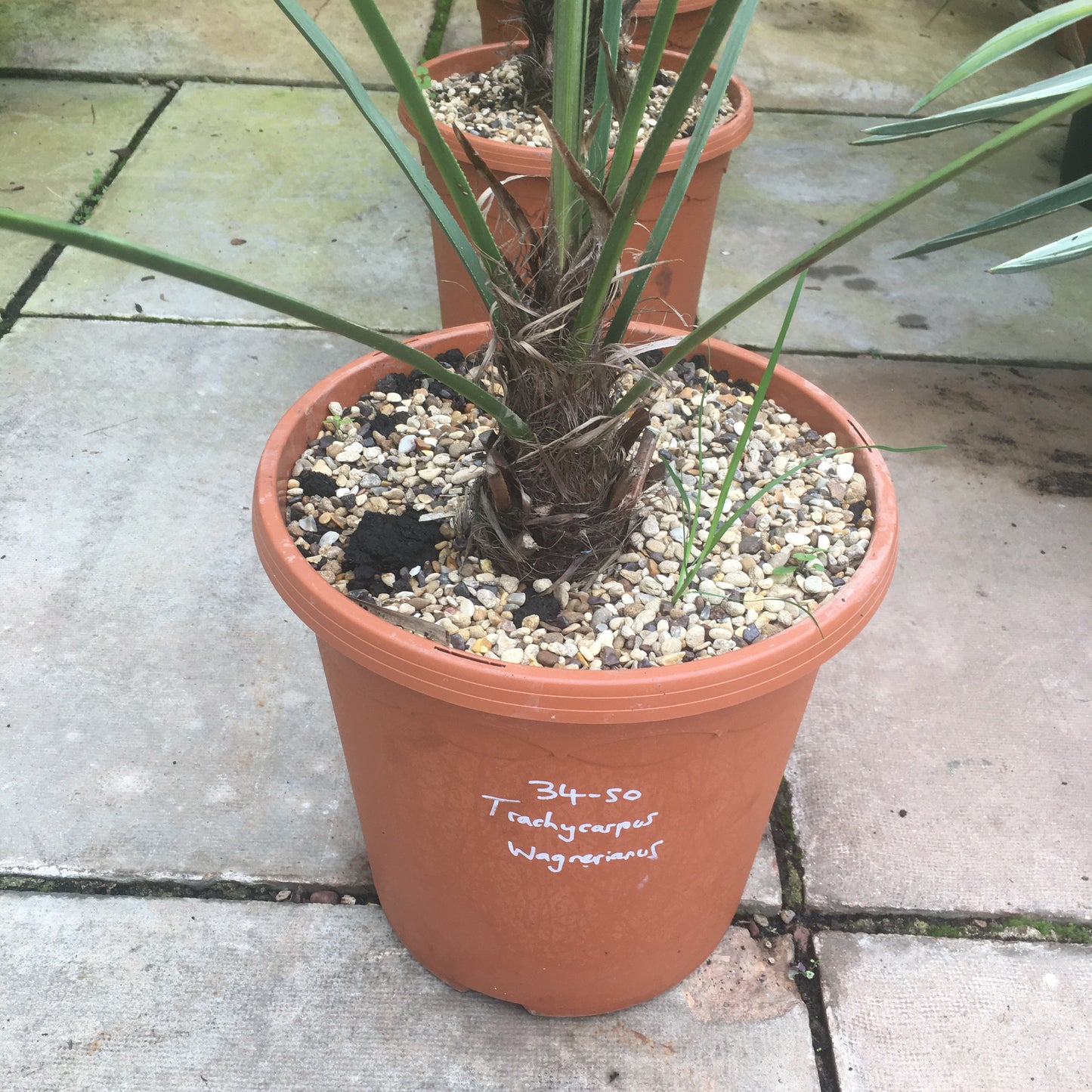 Trachycarpus wagnerianus - Chusan Palm