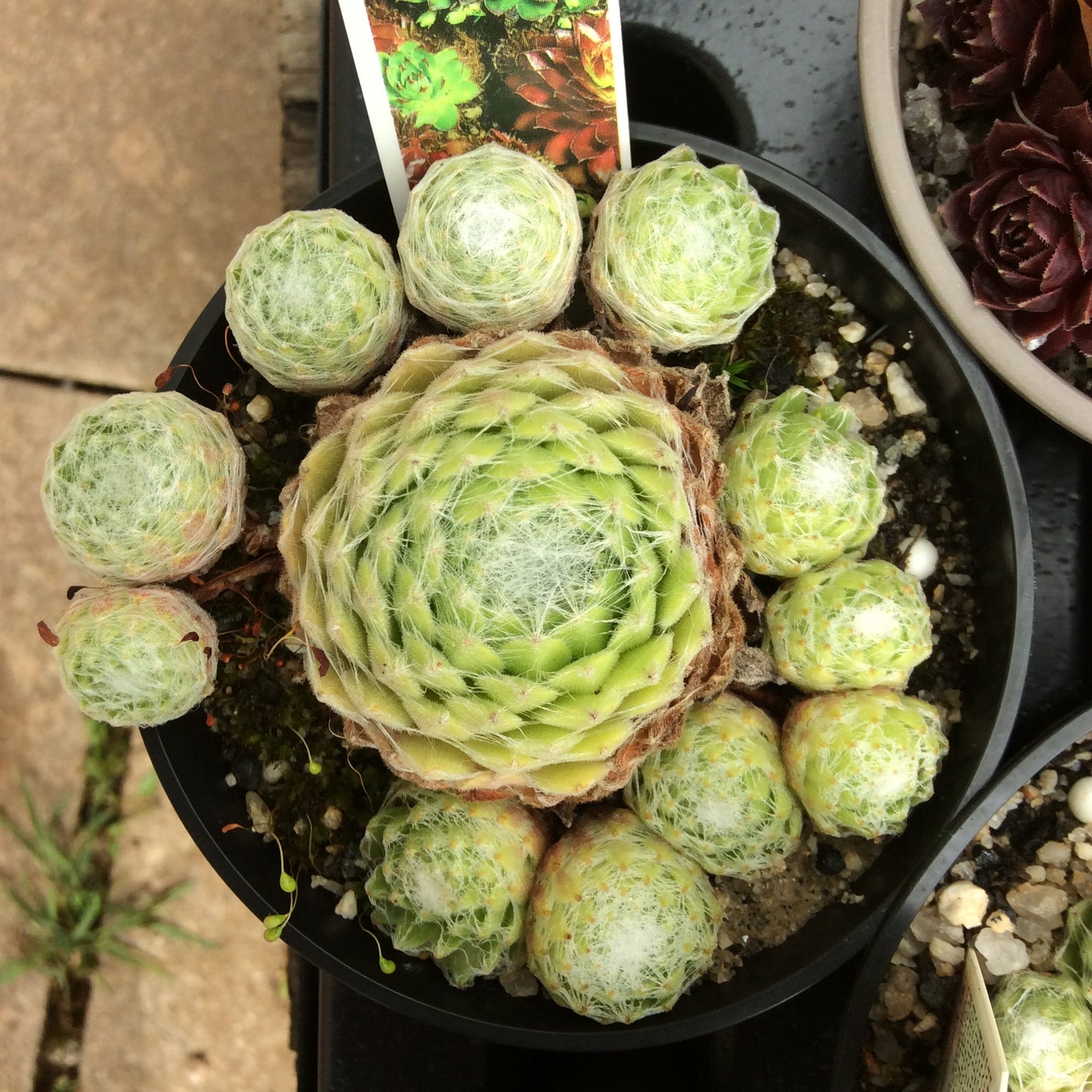 Sempervivum Succulent - Houseleeks