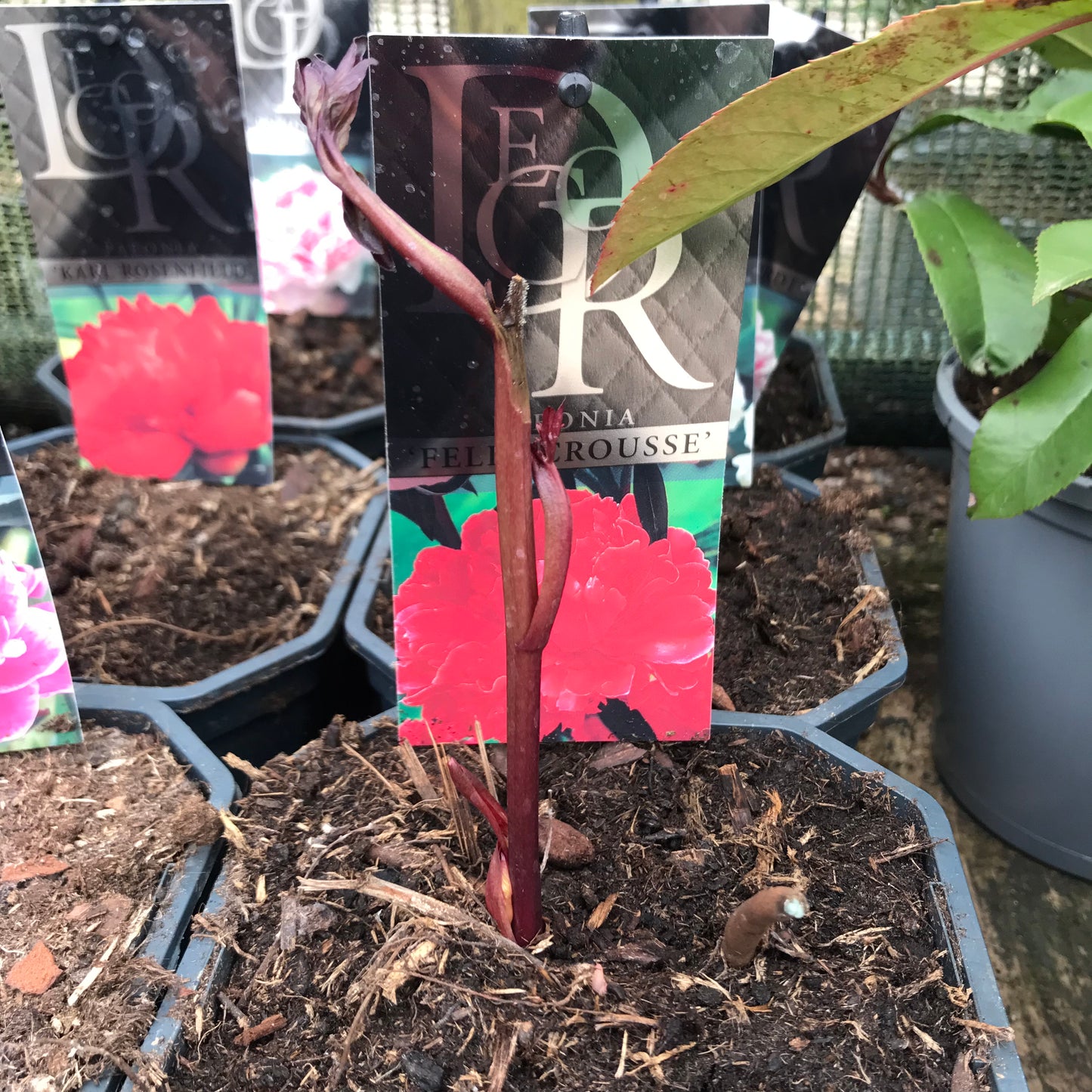 Peony 2L - Paeonia mixed