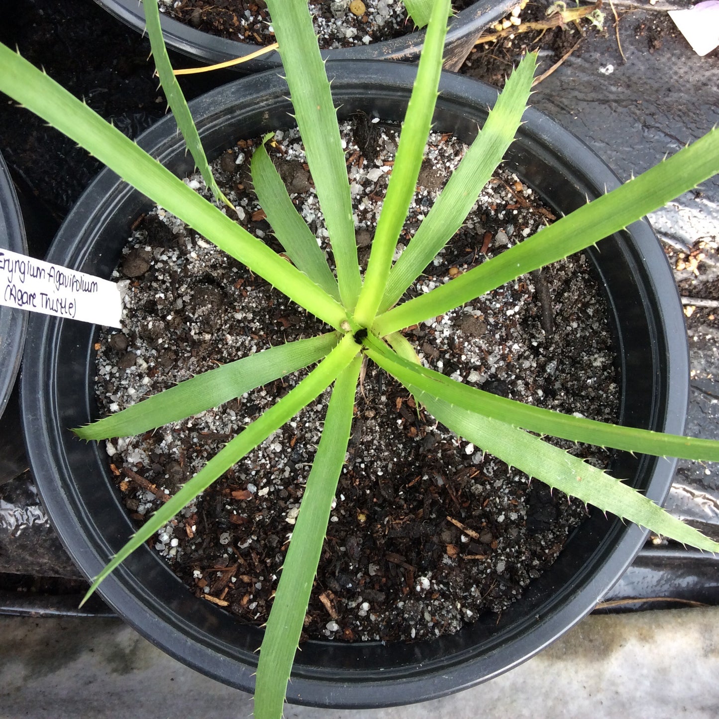 Eryngium Agavifolium (Agave Thistle or Sea Holly) 3L pot