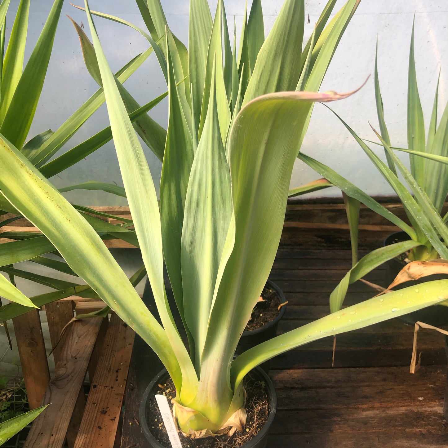 Beschorneria yuccoides - 2L