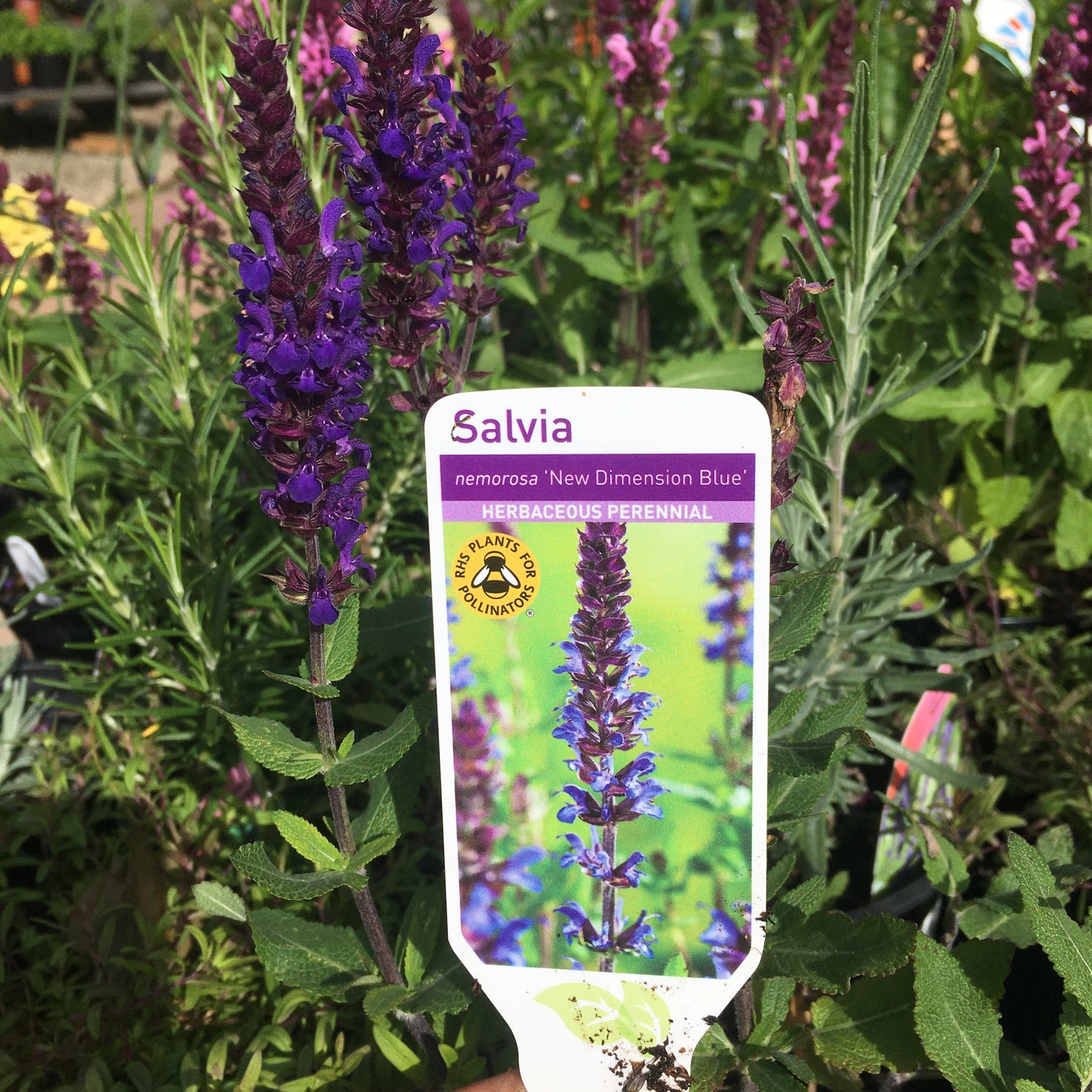 Salvia ‘New Dimension Blue & Rose 2L
