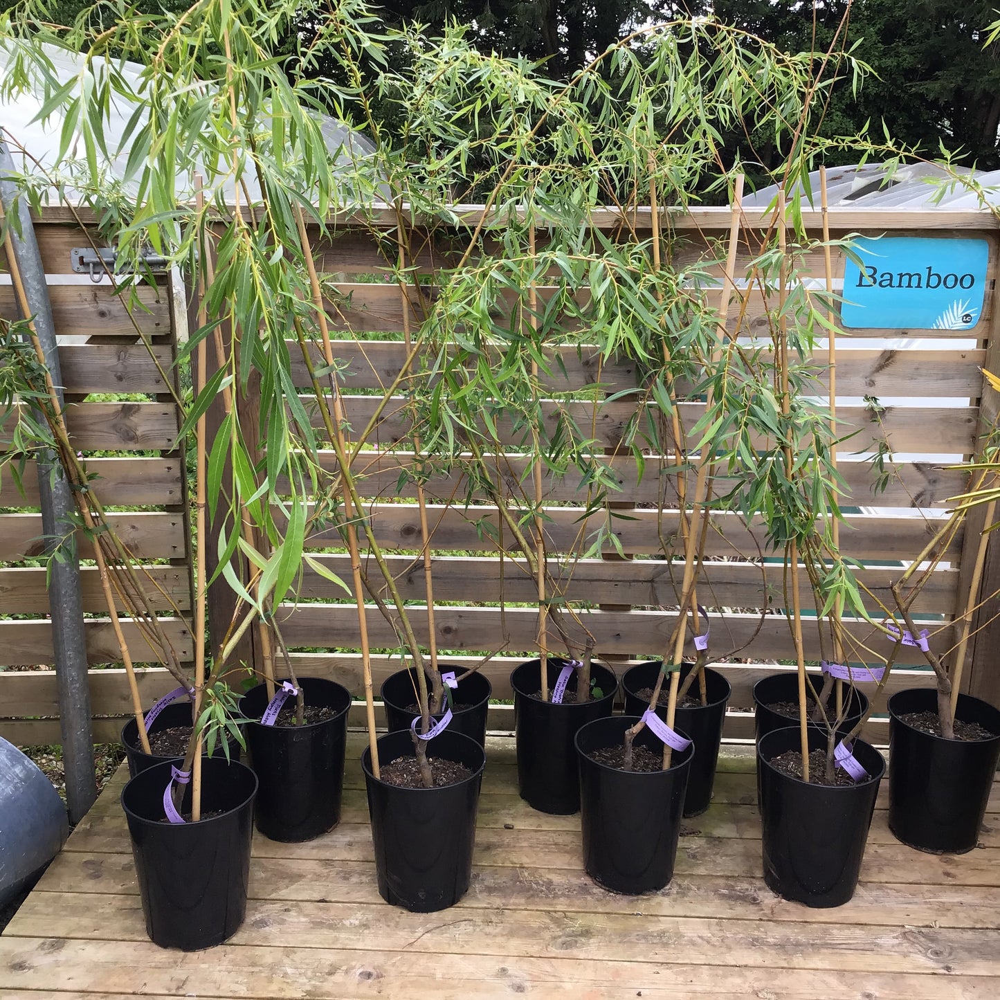 Salix Tristis - Weeping Willow
