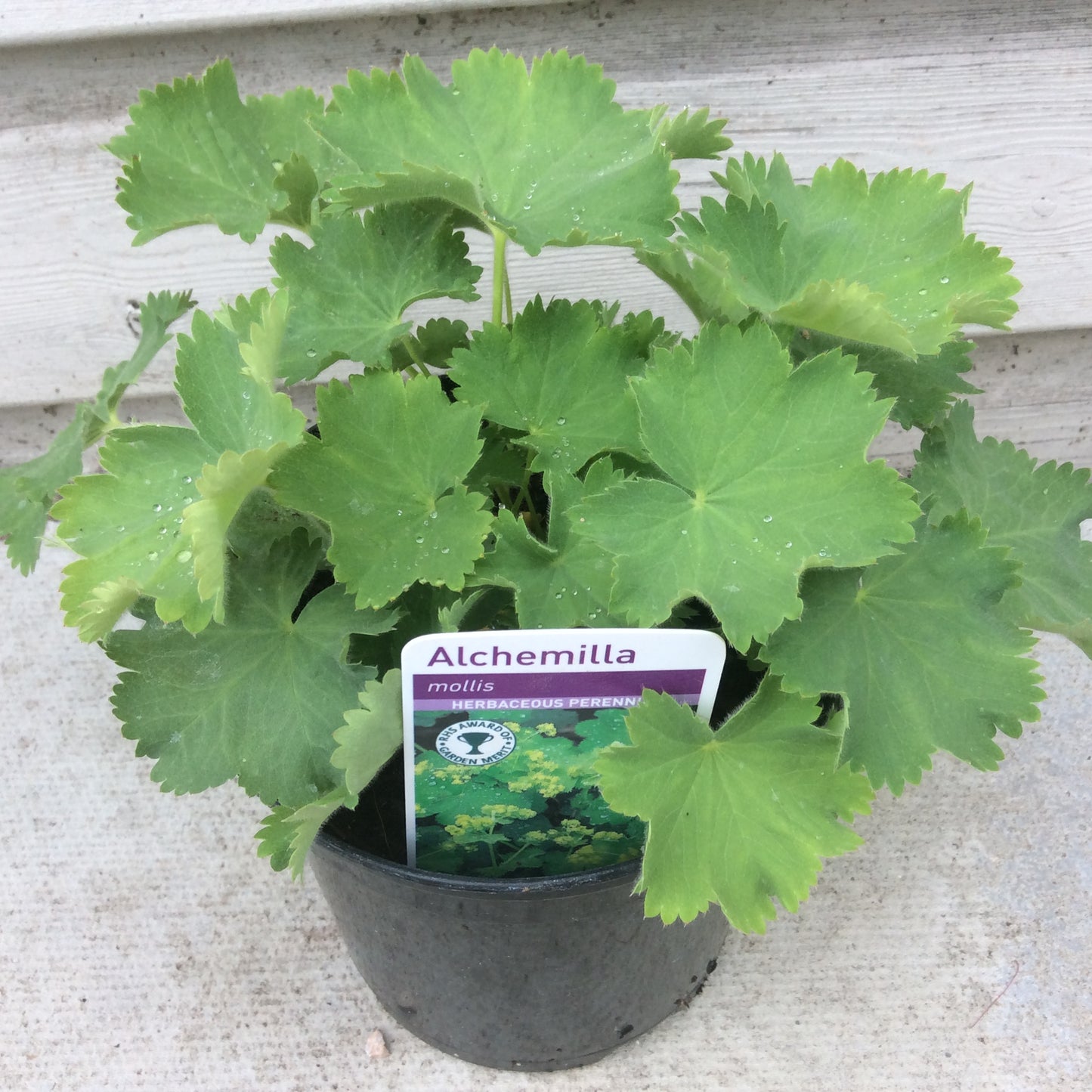 Alchemilla Mollis