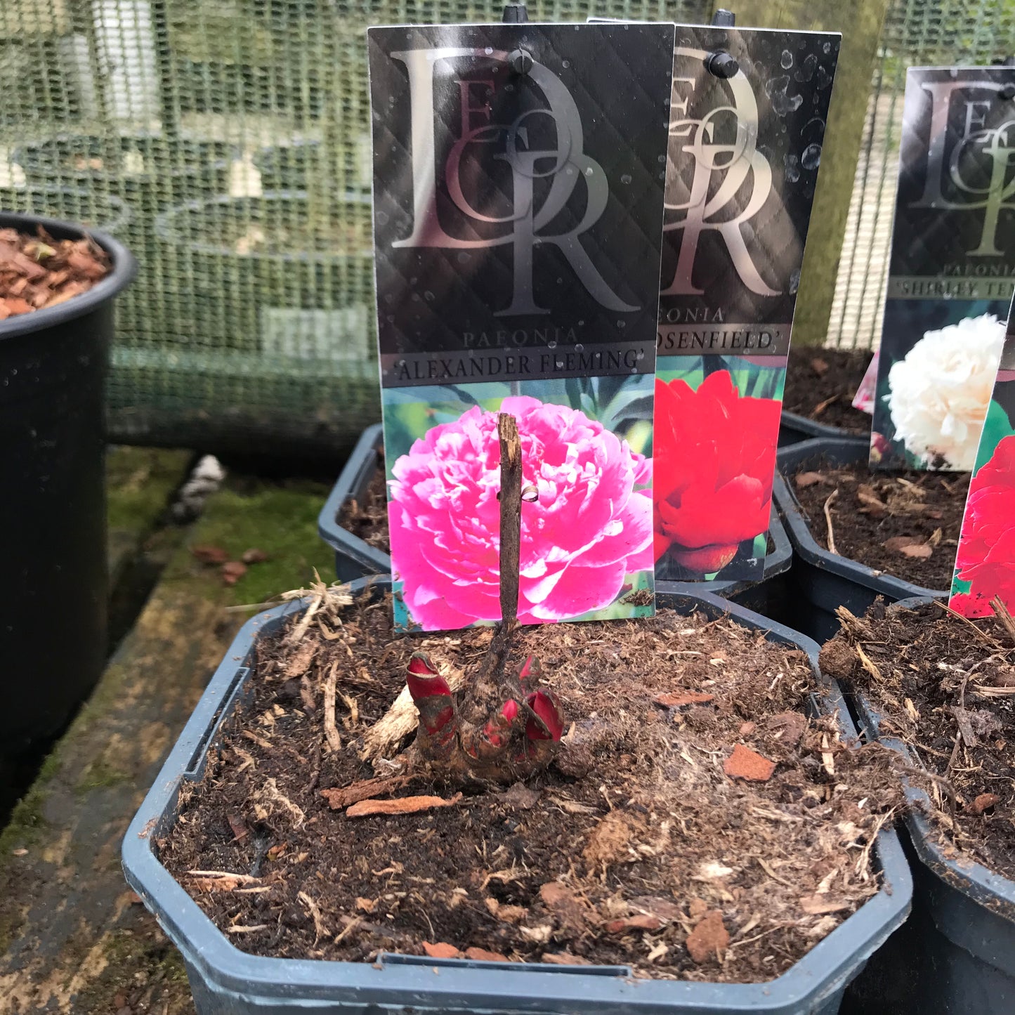Peony 2L - Paeonia mixed