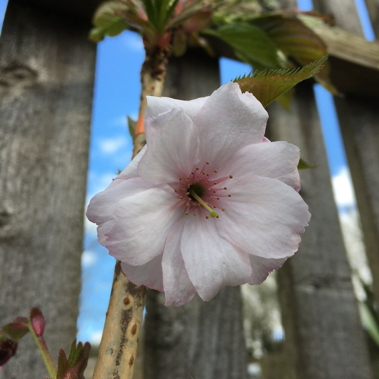Prunus 'Beni-yutaka' 150cm