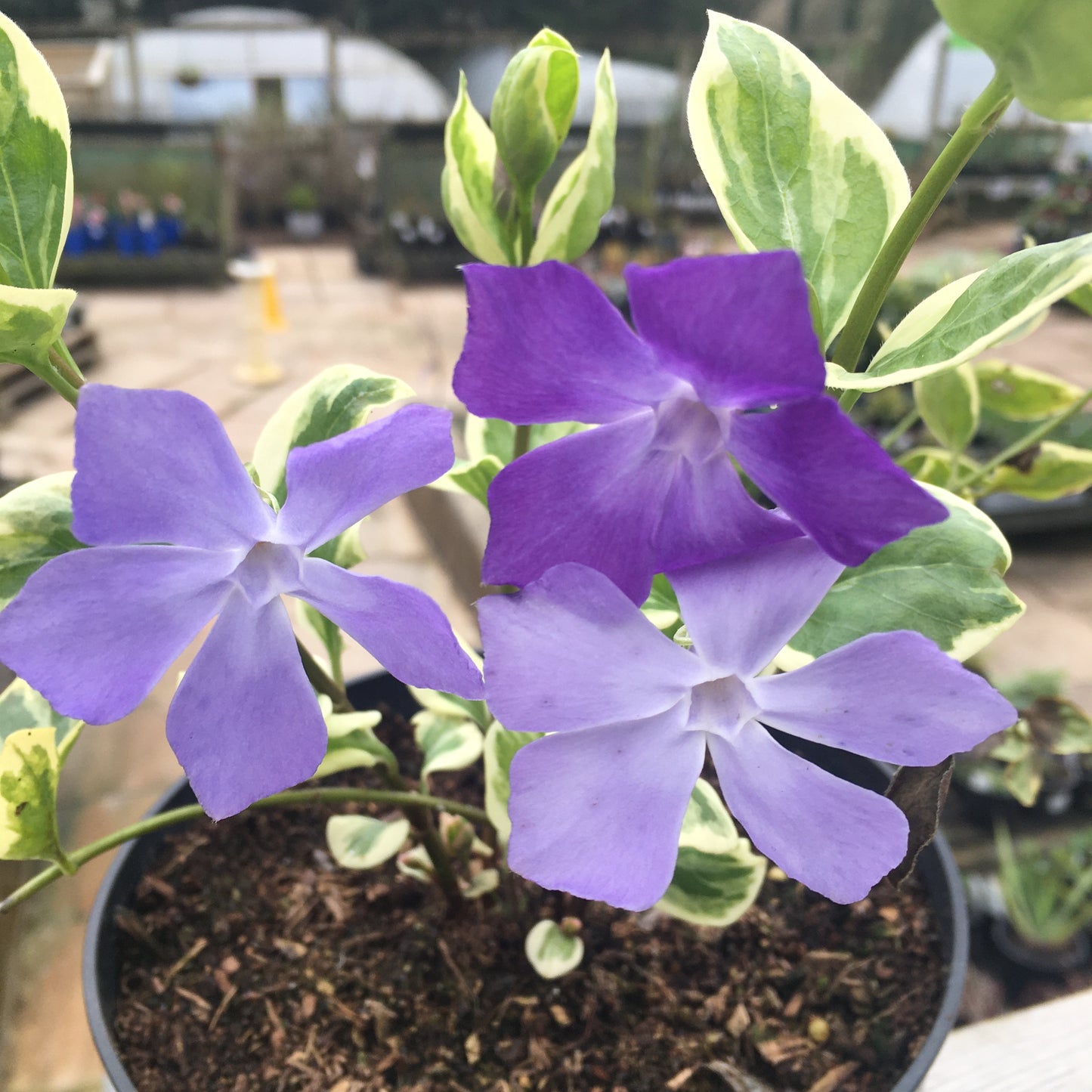 Vinca minor Bowles Variety Sub Ralph Suggert - Lesser periwinkle 2L