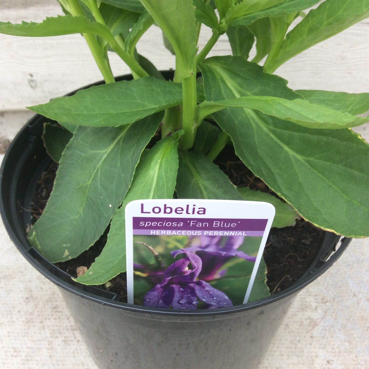 Lobelia Fan Blue 2L
