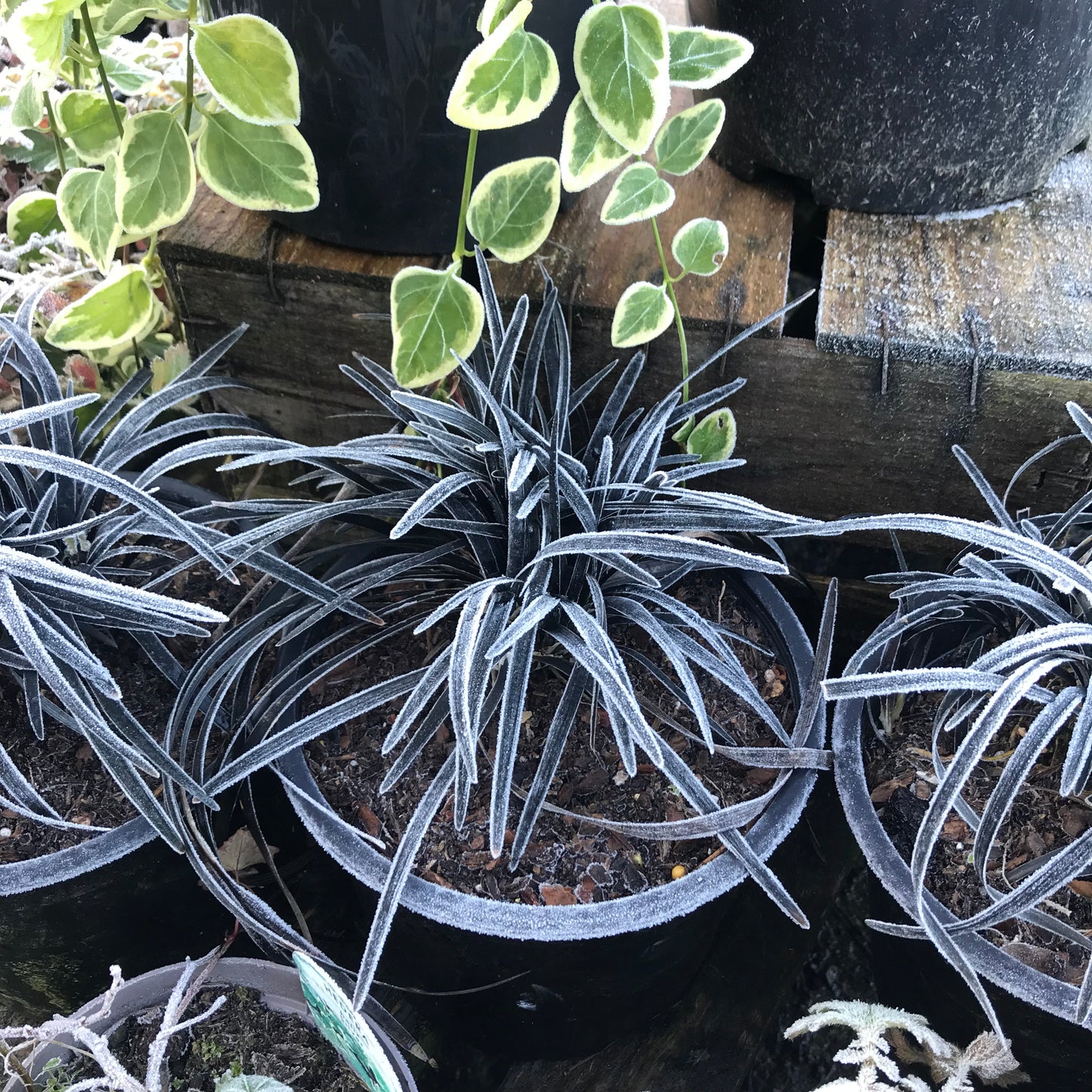 Ophiopogon planiscapus Nigrescens - Black Grass 2L