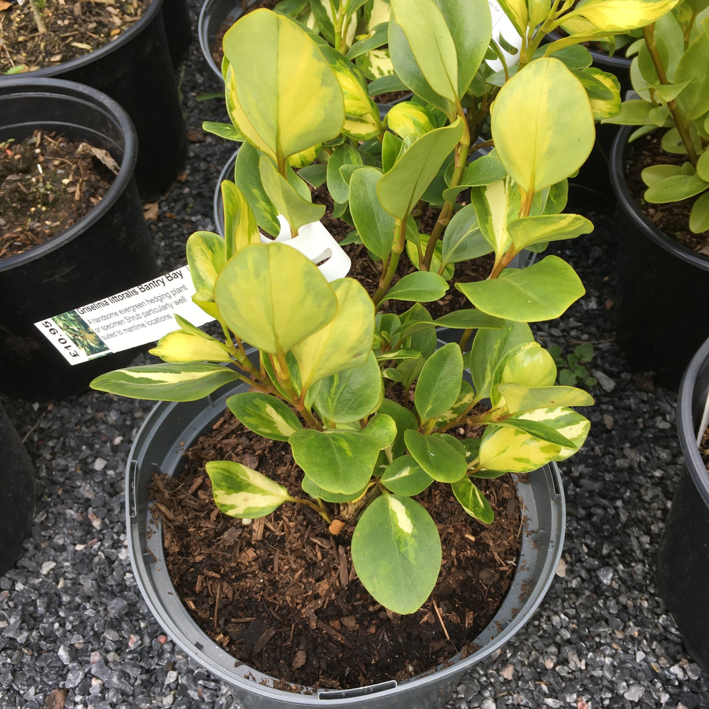 Griselinia littoralis Variegata 3L
