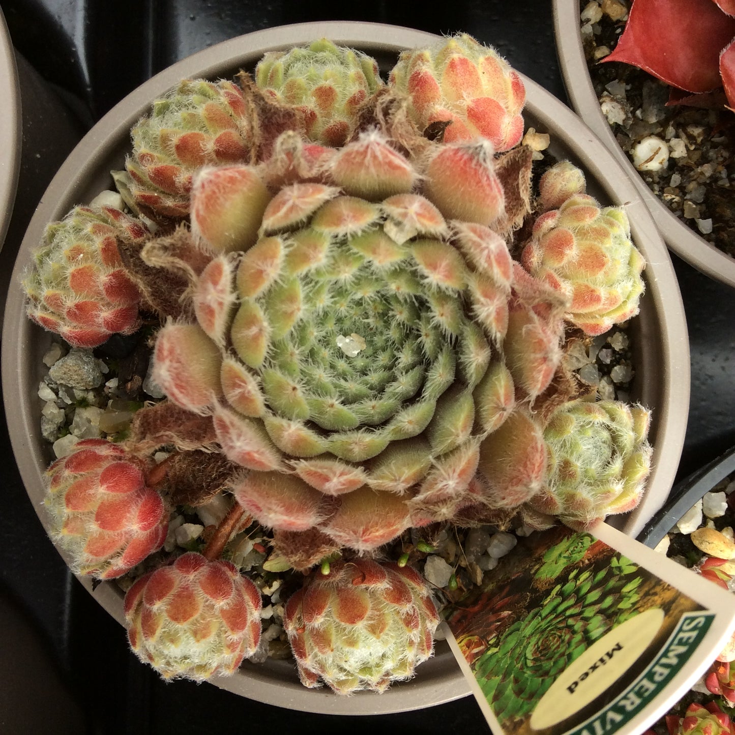 Sempervivum Succulent - Houseleeks