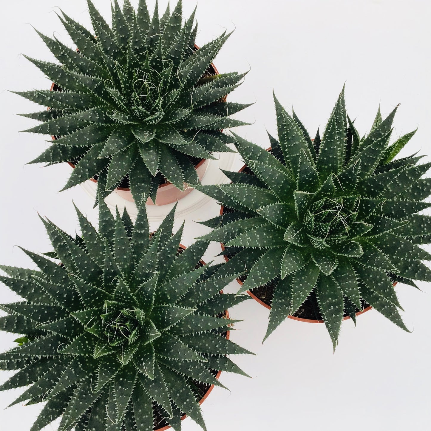 Aloe aristata