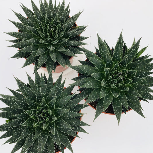 Aloe aristata