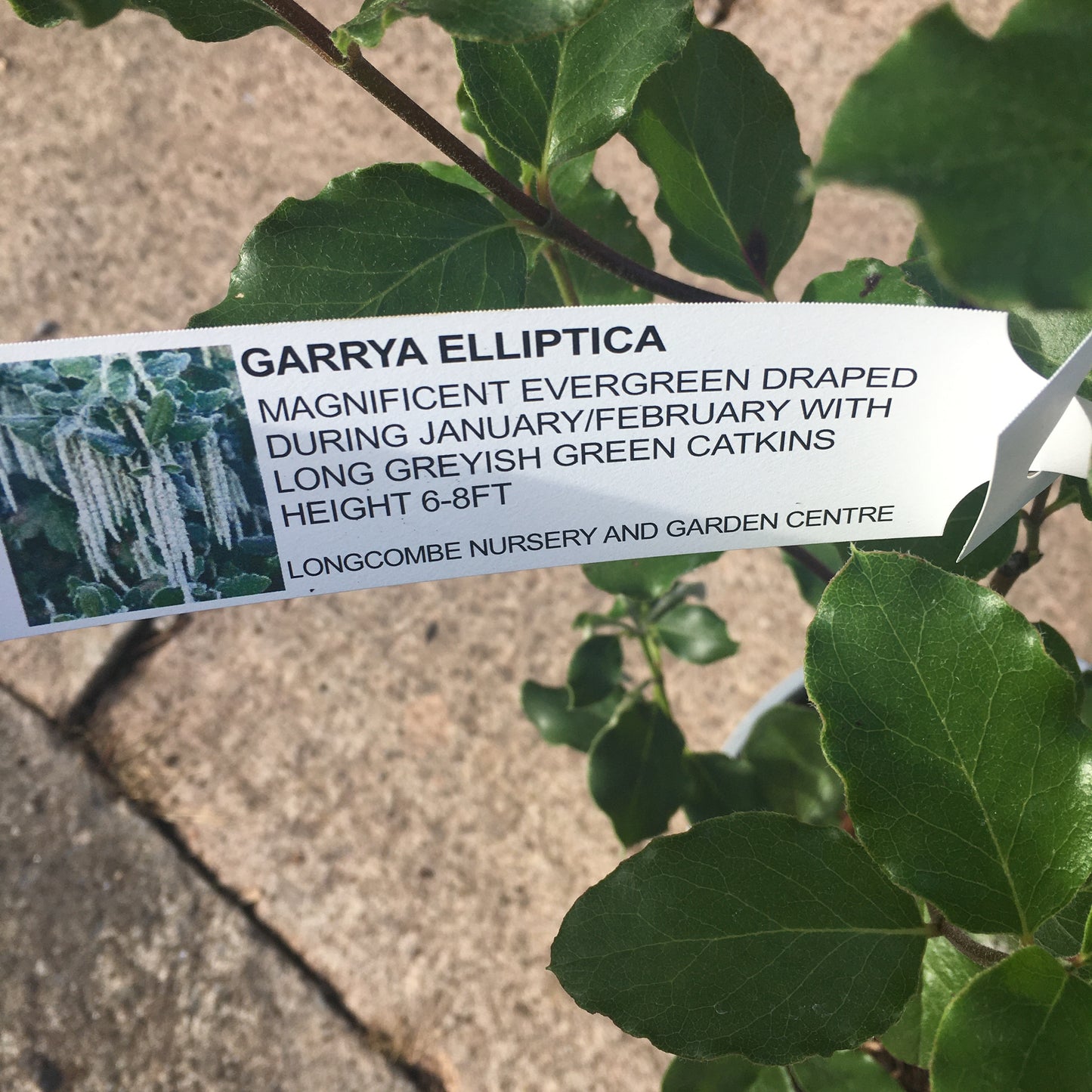 Garrya elliptica