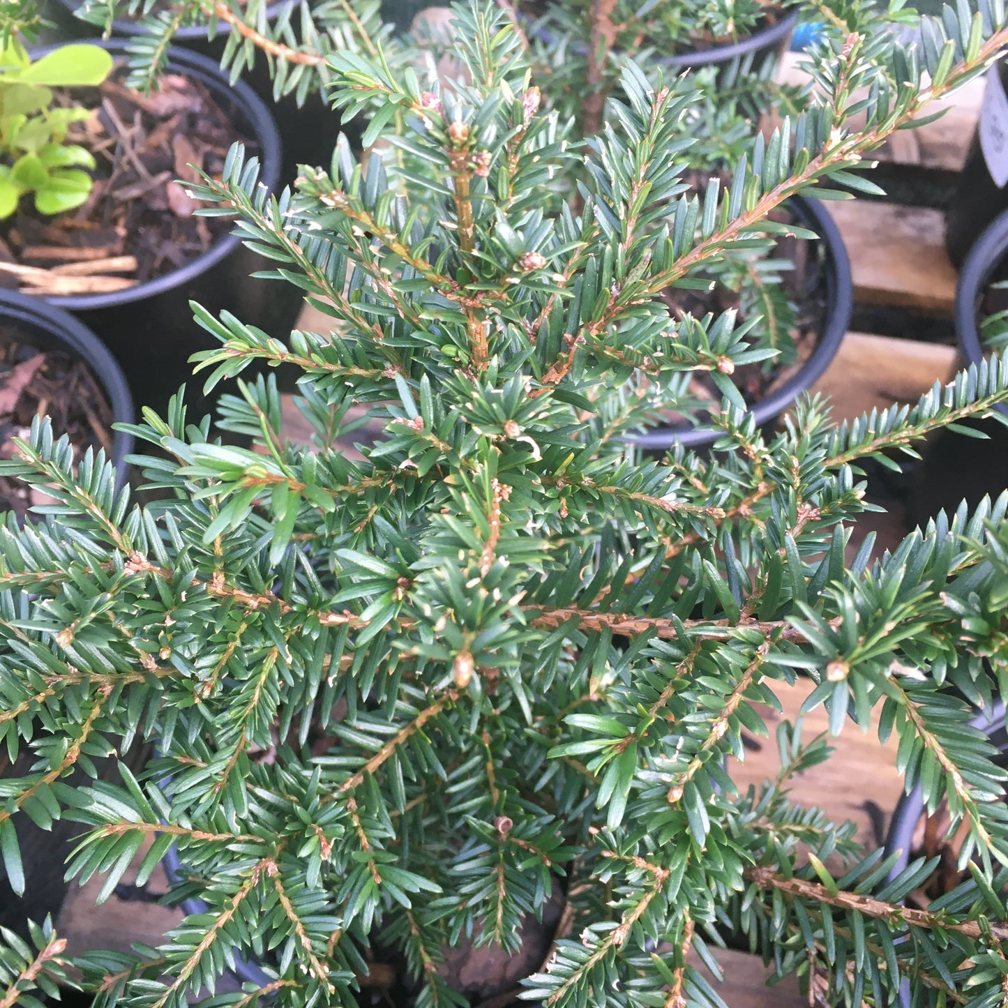 Taxus baccata - English yew
