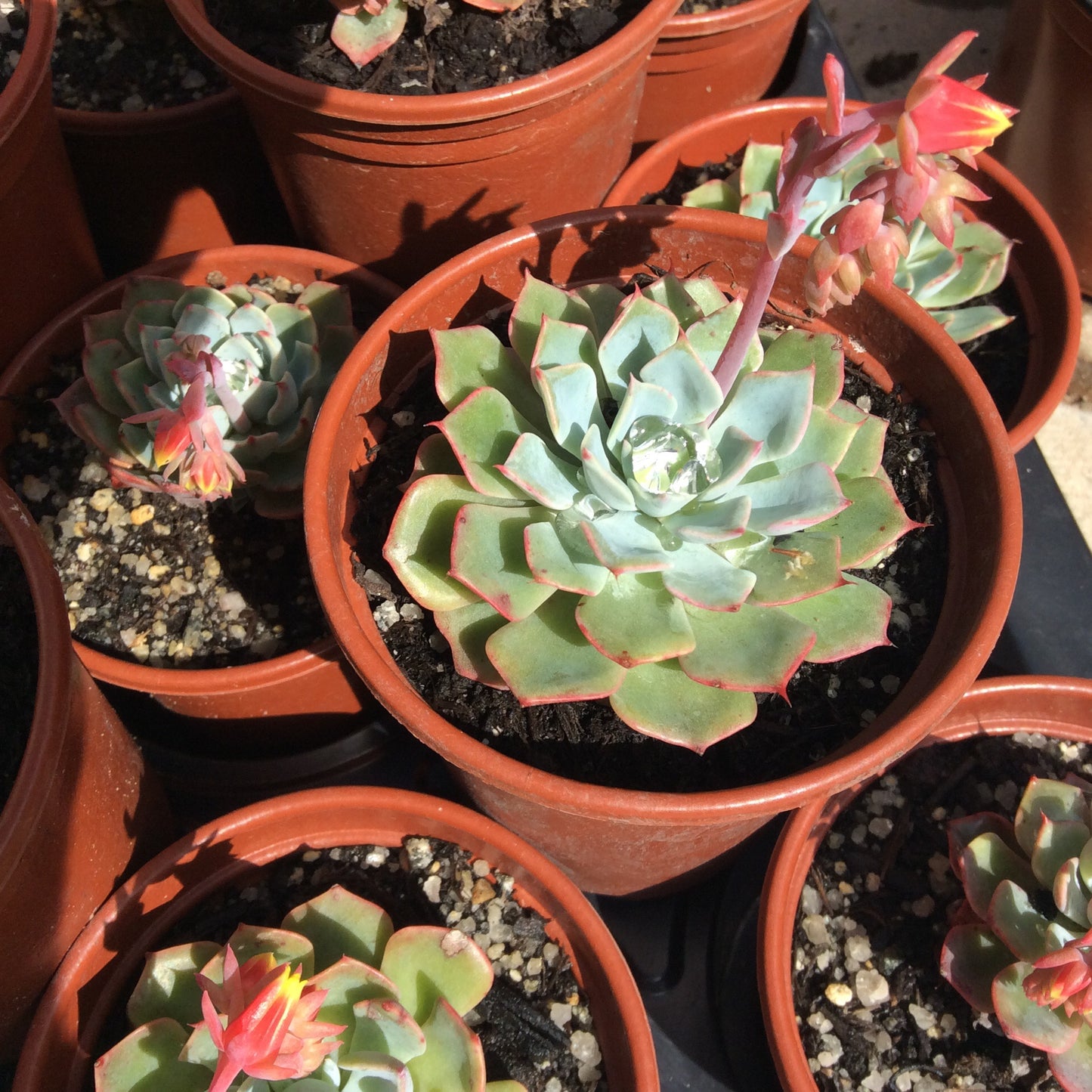 Echeveria Blue Glauca