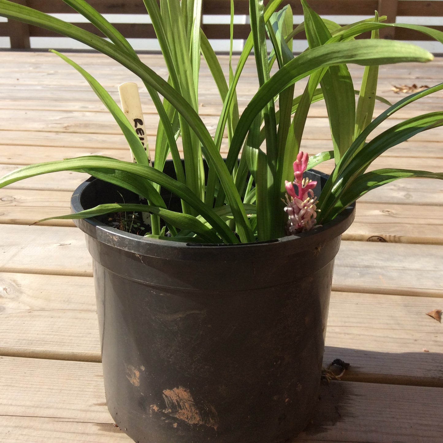 Reinekea carnea 1L