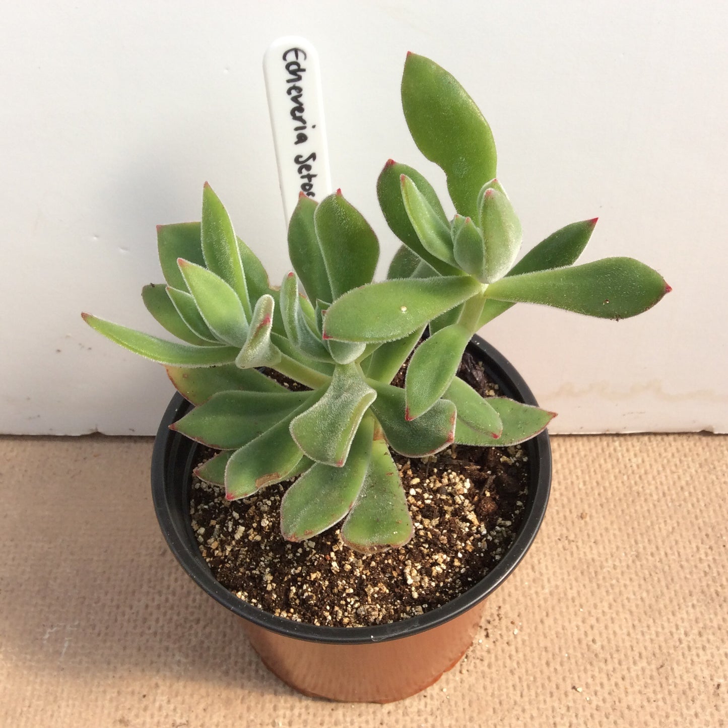 Echeveria Oliver