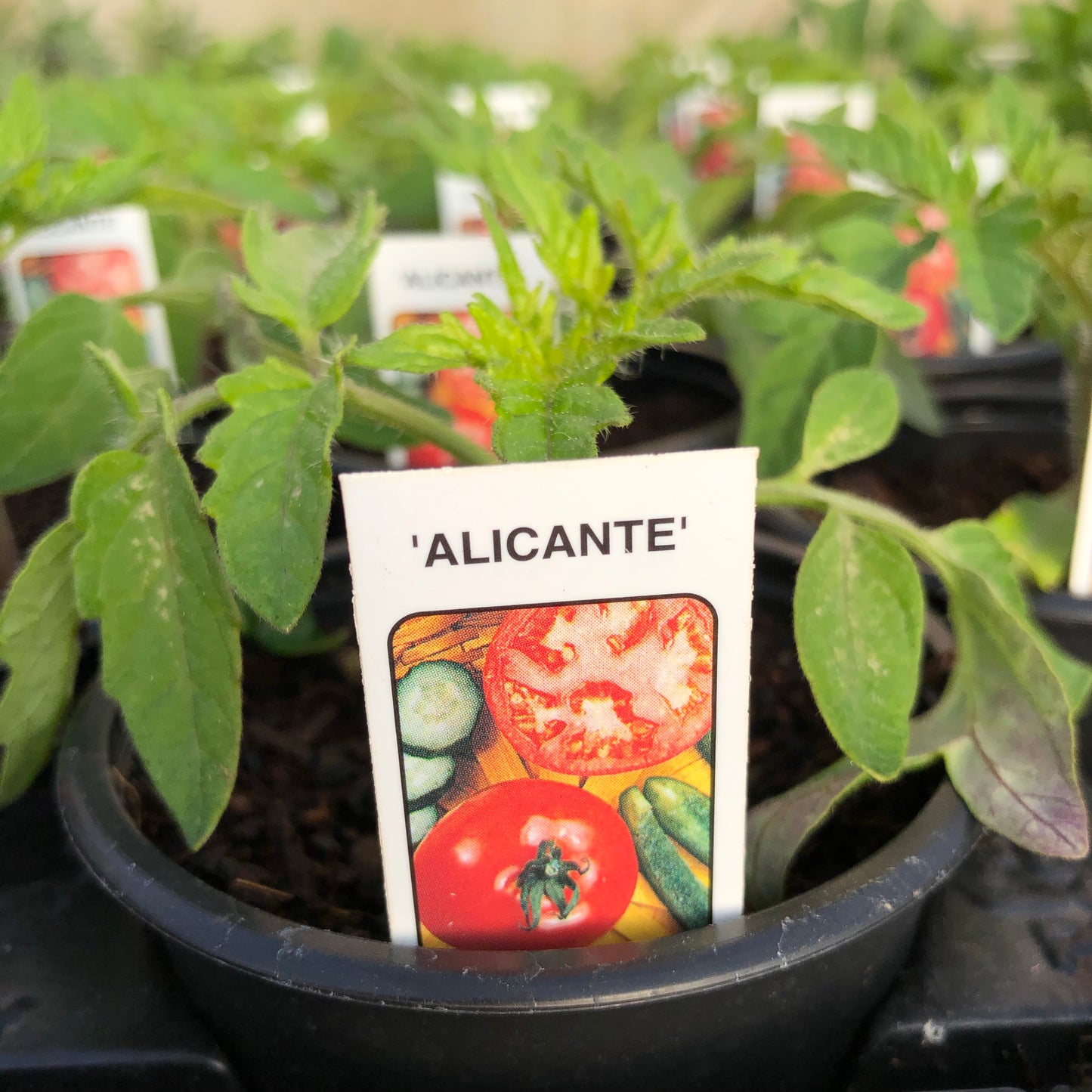 Tomato Alicante 9cm pot