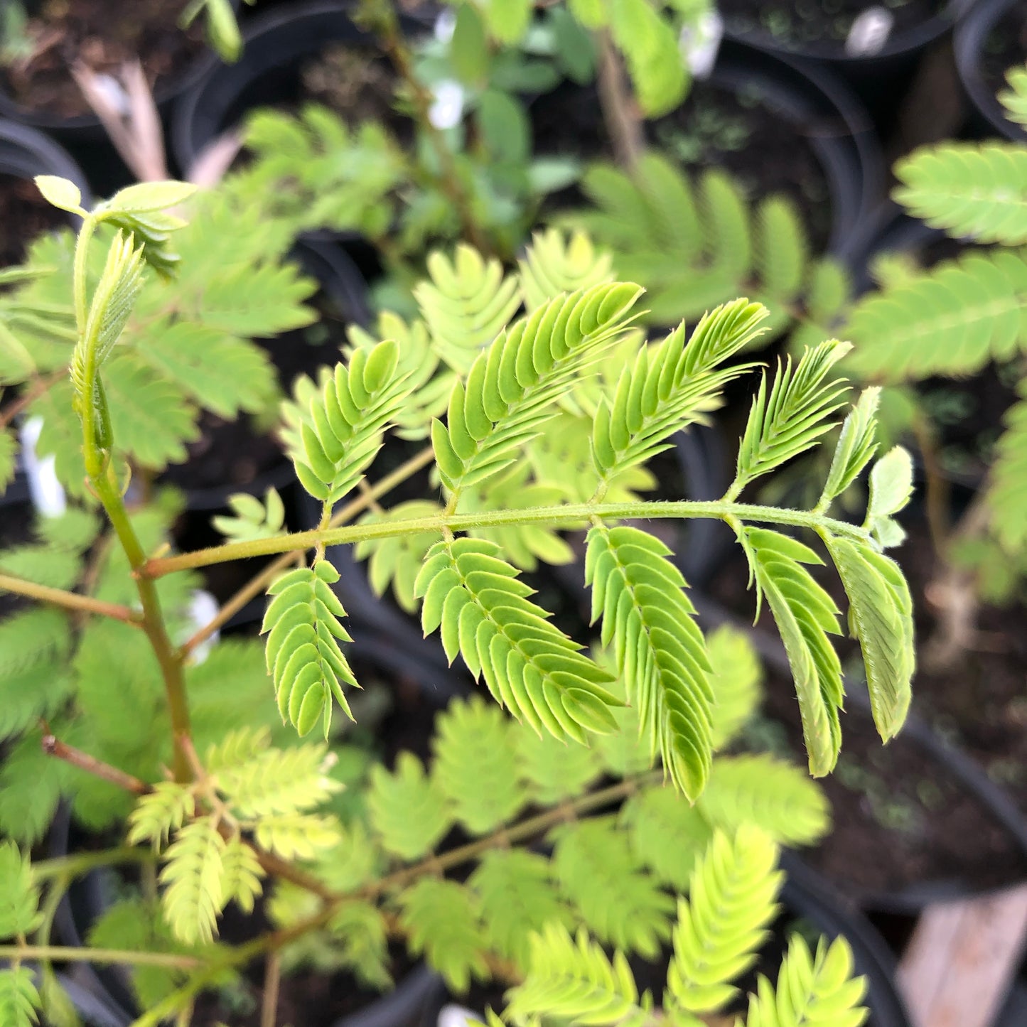 Albizia julibrissin (Persian silk tree)