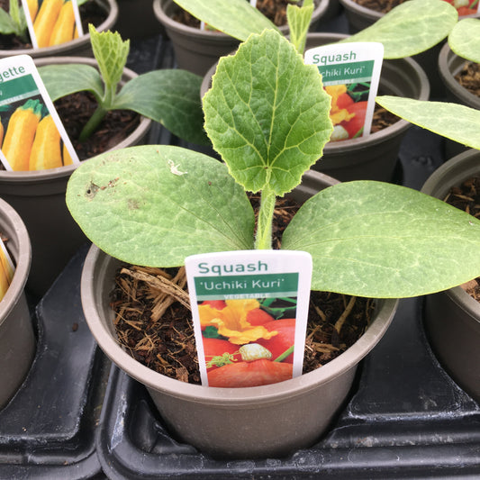Squash - 'Uchiki Kuri' (Orange) 9cm